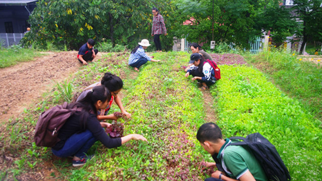 Sinh viên chế thuốc thảo mộc trừ sâu, giúp nông dân trồng rau sạch
