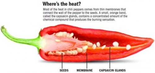 Capsaicin là một phân tử được tìm thấy trong ớt gây ra hương vị cay.