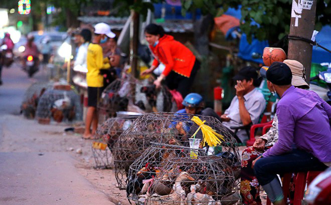 Việt Nam đối mặt 2 dịch cúm gia cầm gây chết người